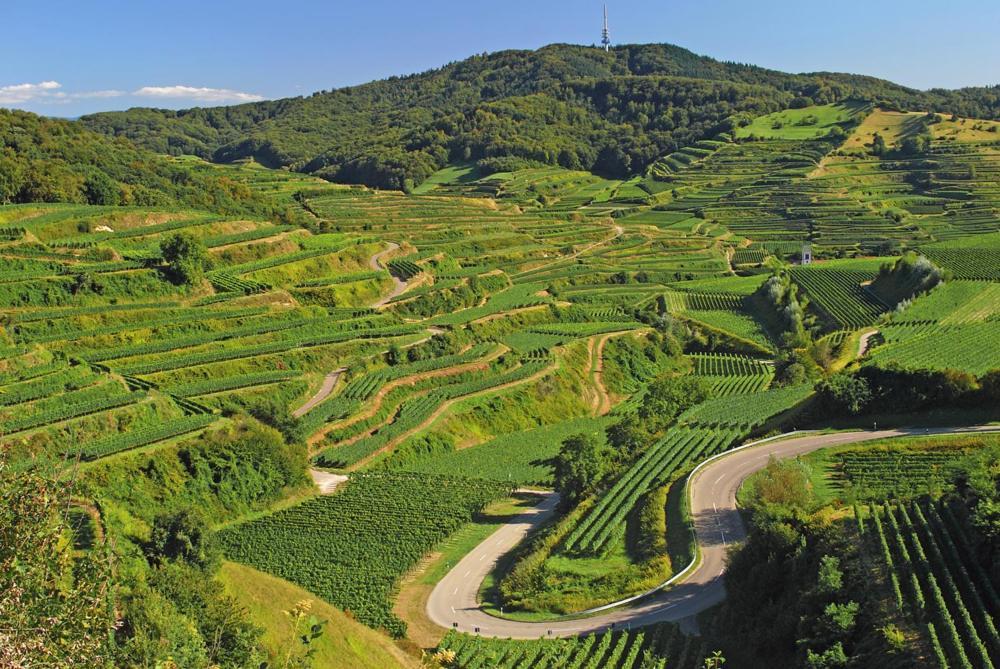 Ferienwohnung Birkental Ebringen Екстер'єр фото